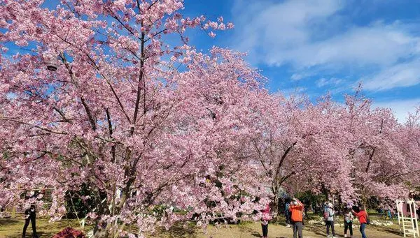 2023北橫櫻花季今登場！拉拉山恩愛農場「富士櫻」美麗指數爆表