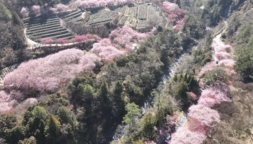 武陵農場櫻花開！「上帝視角」3公里超長「粉色步道」　盛開期至21日