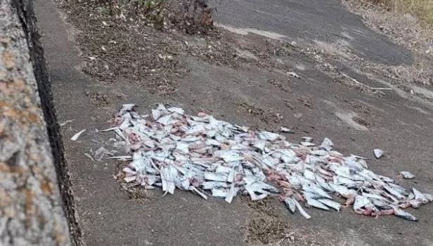 腐爛惡臭！惡劣攤商200顆白帶魚頭丟河堤　到案稱「貪圖方便」遭開罰