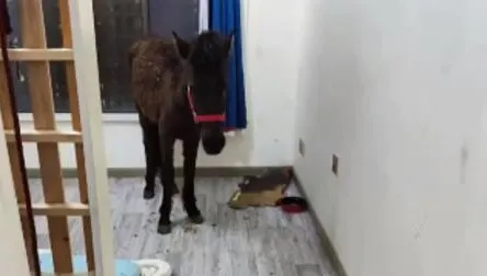 活久見！房客告知會養寵物竟是「一匹馬」　網友笑稱：我的家裡沒有草原