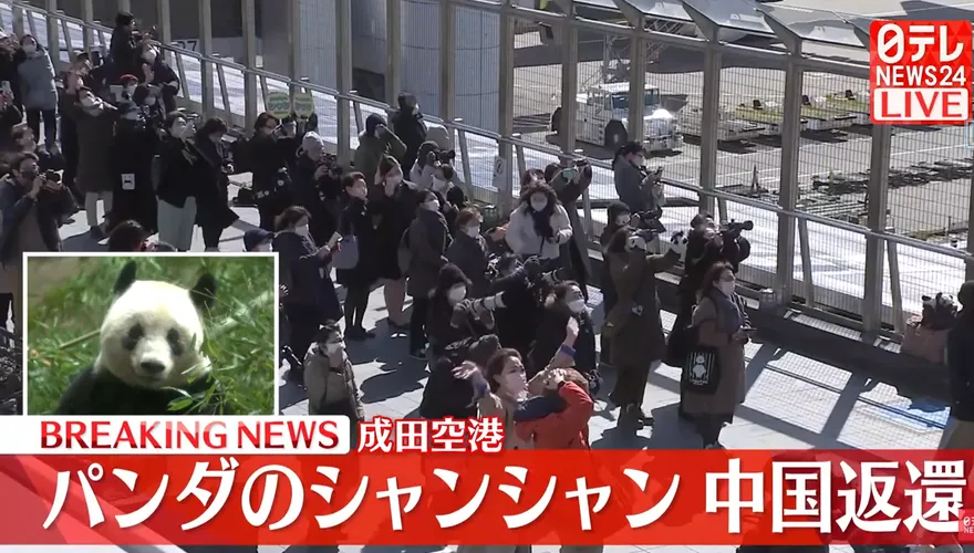 旅日母熊貓「香香」今返陸　日本民眾只有2分鐘和香香說再見