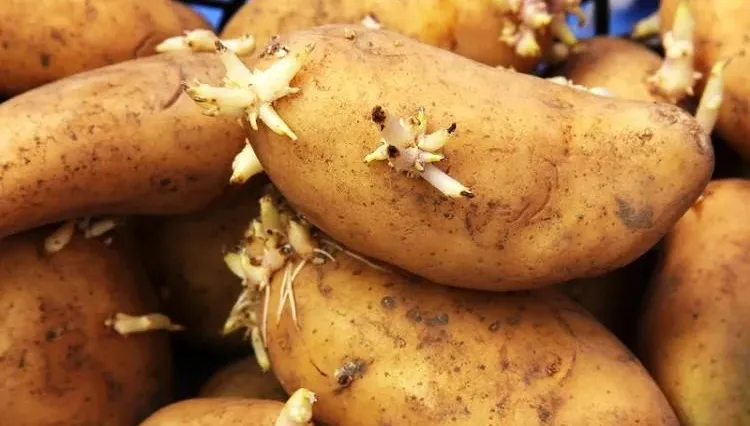 地瓜、馬鈴薯發芽了能不能吃？營養師曝「這食材」發芽還吃恐食物中毒！