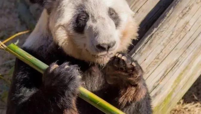 美動物園表態希望「再來兩隻年輕貓熊」　陸網友爆氣狠拒「再也不借」