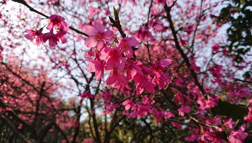 三芝櫻花浪漫來襲！青山路落櫻成毯　三生步道吉野櫻3月壓軸登場