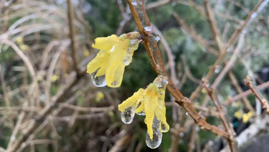 快訊/超冷太平山0℃！沒等雪花飄來　近2000遊客欣賞結霜美