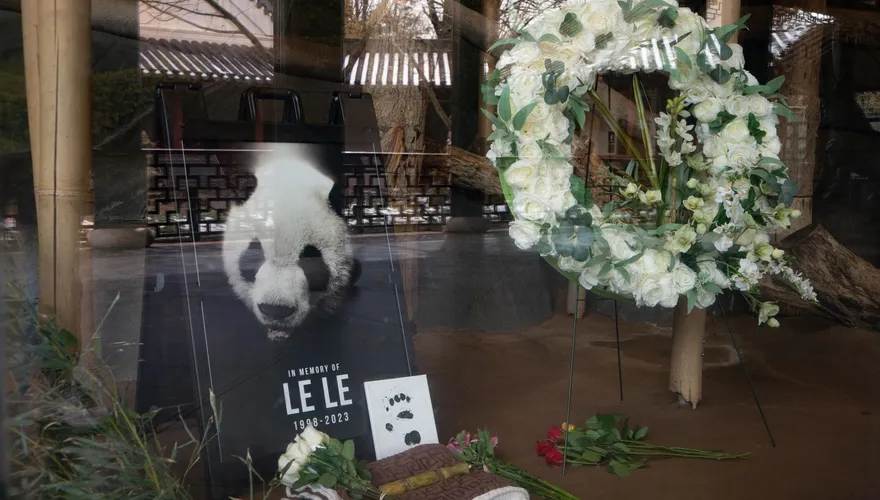 旅美貓熊樂樂死因曝光！陸專家赴美解剖　稱已為接回ㄚㄚ做好準備