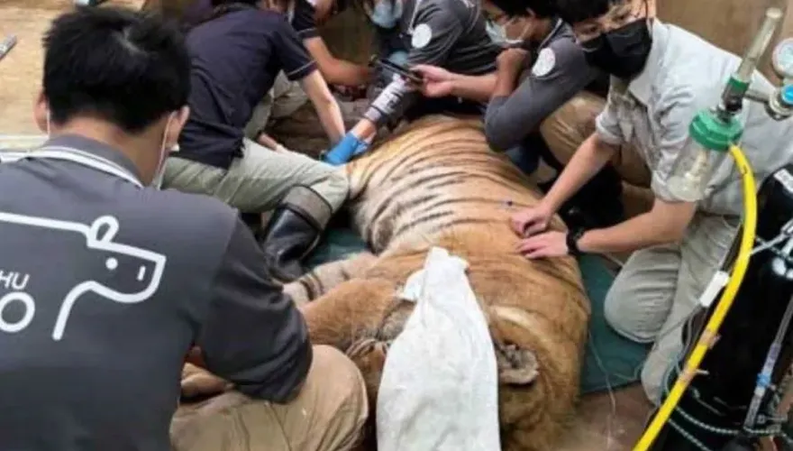 難過！新竹動物園老虎「來福」安樂死　獨留哥哥「六福」度過餘生