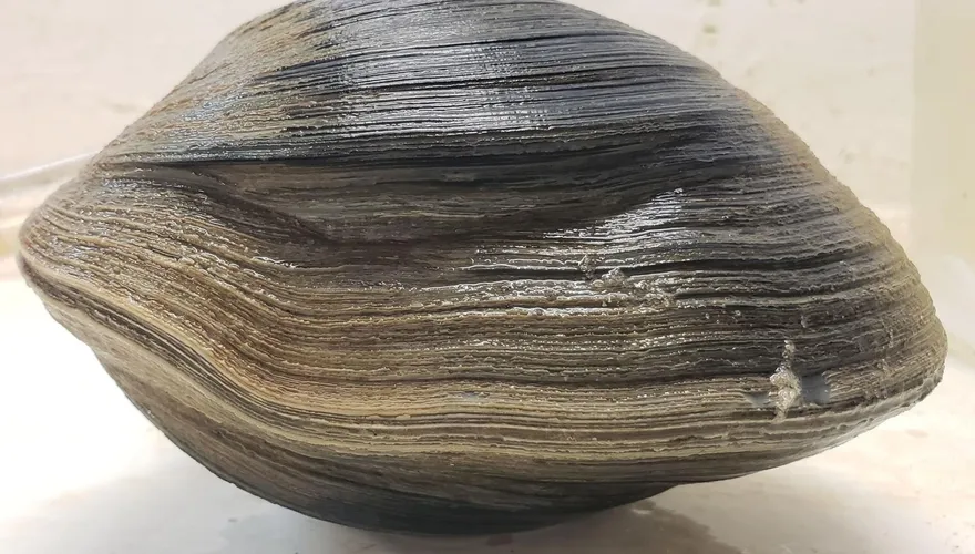 海邊驚見1.18kg超大蚌蠣！他一驗嚇壞「214歲貝類林肯」秒放生：不吃了