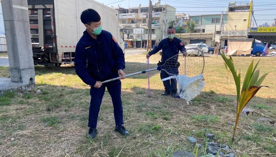 影/搖著屁股走路真「鴨霸」！無視阻礙車輛交通　高雄網警現場全抓走