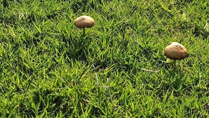 影/ 新竹棒球場草皮長出一朵朵「小香菇」！網全驚呆：菇息養堅