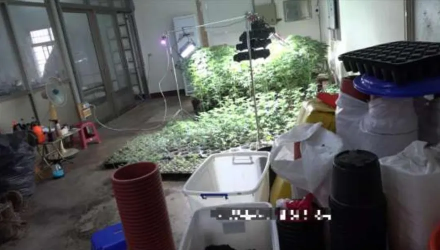 繼2億毒品倉庫！彰檢再起訴「大麻花園」　查獲725株大麻