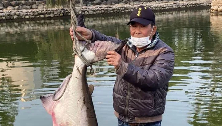 台南武承恩公園驚見36kg怪魚！漁民急派吊車撈上岸　1.5m照片曝