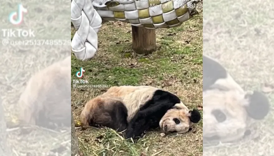 旅美大熊貓「丫丫」進出口許可證將獲發　回國後將住母舊居