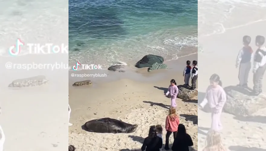 影/屁孩拿石頭丟海獅遭救生員趕出沙灘　網讚：大快人心