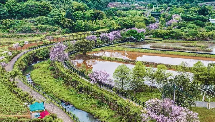 粉紅秘境在新北三芝！三生步道「300株吉野櫻」預估3月中旬綻放