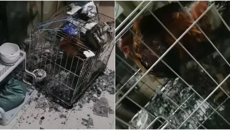 下班回家驚見陽台愛雞「燒成烤雞」！只因鄰居「做這事」怒吼：從小養到大