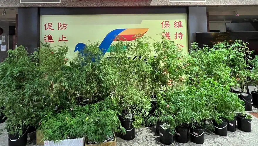 台中夫妻自學種大麻！收成前遭查獲…91株大麻盆栽待銷毀