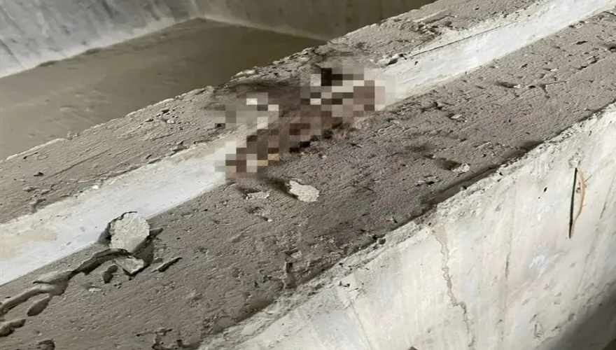 地基「鼠」？工地驚見老鼠群遭水泥漿活埋飄惡臭　網友納悶：怎麼進去的
