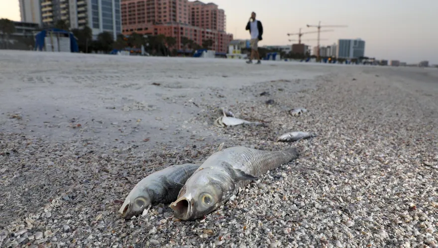 美佛羅里達海岸「赤潮」襲擊引發生態浩劫　大量海洋生物死亡、居民呼吸困難