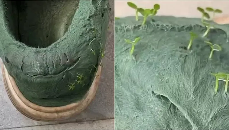 洗到「發芽」！丈夫貼心幫洗鞋　妻回家驚見「長草」愣住：新款式？
