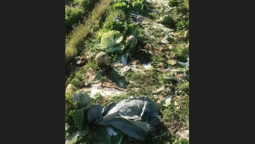 「3萬公斤」大白菜全摘光！菜農一覺醒來超崩潰　揪惡整訊息「不要錢隨便砍」