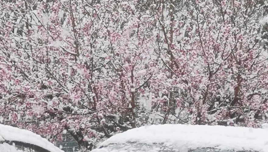 影/河南現「3月桃花雪」打亂交通飛航　陸網笑：花開才下雪不講武德！
