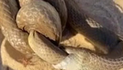 男子遇2巨蛇海灘猛烈交纏！　意外拍下最致命毒蛇互食情況
