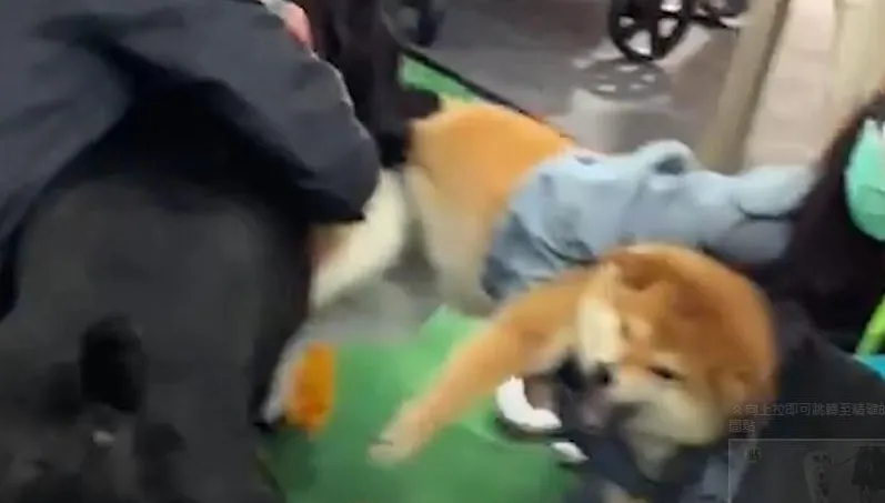 影/台中寵物展米克斯抓狂咬柴犬！柴柴主人親曝現場狀況
