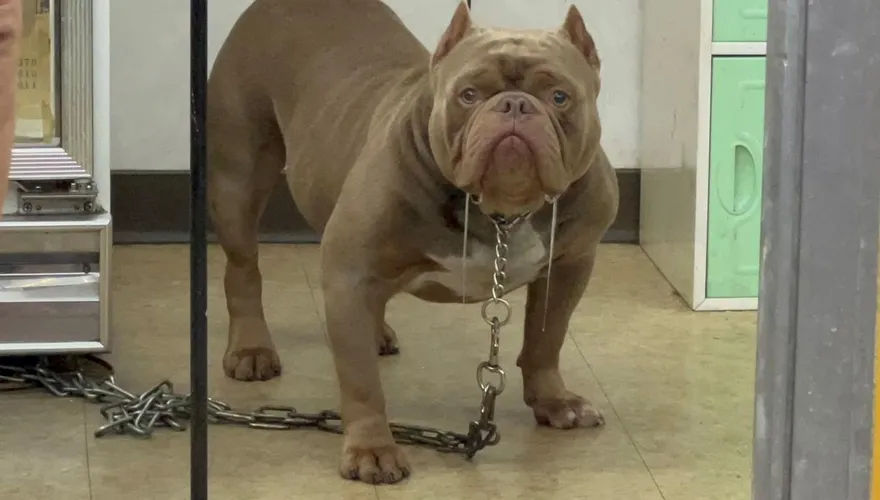 影/敢踹店狗比特犬！莽男柴刀檳榔攤鬧事　7人堵他「討回來」