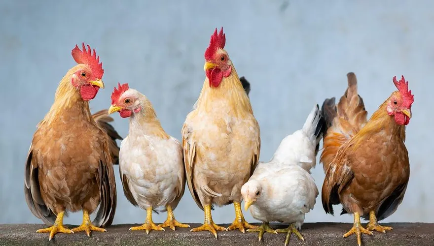 WHO發出「禽流感病毒」警告！重症醫證實：H5N1死亡率約53%