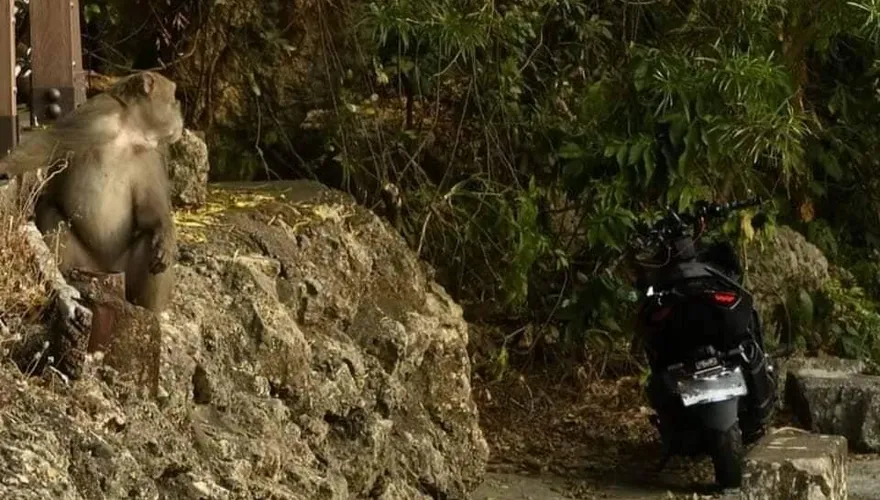 騎士跑山仆街滑進溝！台灣獼猴回頭關切　網笑翻：關心同類
