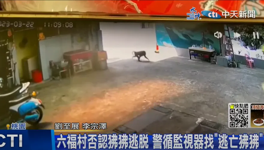 影/狹路相逢凶猛「東非狒狒」怎麼辦？動物園區長教戰這招：防牠犬齒