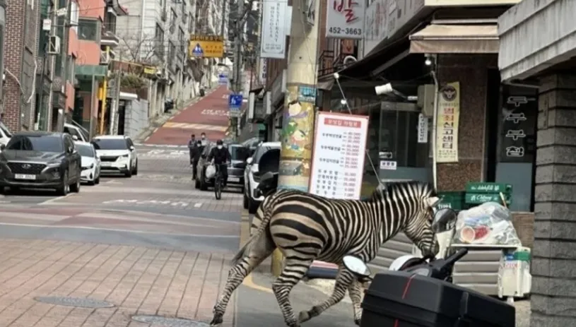 影/動物逃脫日？南韓首爾驚見斑馬亂竄　落跑狂奔4線道