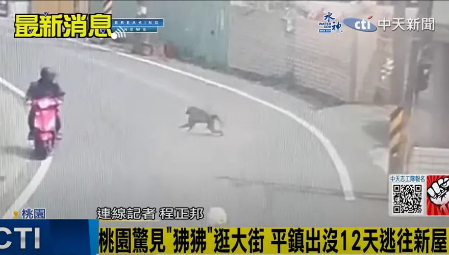 「不是豚尾狒狒！」凶猛「東非狒狒」專家再認證！桃園出動這儀器大搜捕