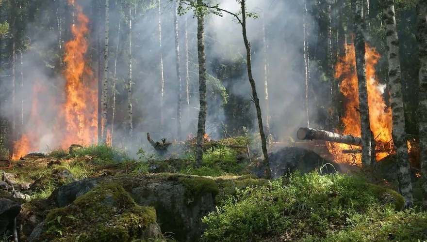 竹縣大鹿林道火燒山！延燒面積達3公頃　空勤支援灑水阻火勢蔓延
