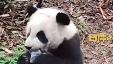 影/垃圾怎麼會在那？熊貓嚼食遊客掉落口罩　影片曝光網呼籲：請文明遊園