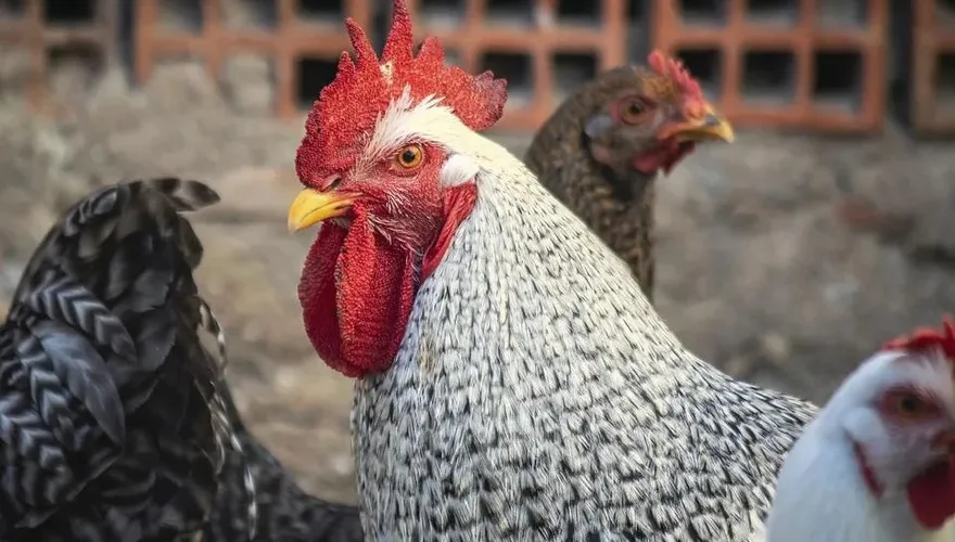 「H5N1」禽流感再現身！彰化動防所全副武裝緊急撲殺190隻肉鴨