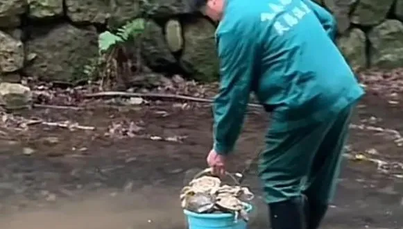 影／驚！寺廟旁小溪突現大量烏龜屍體　工作人員：都是遊客買來放生的