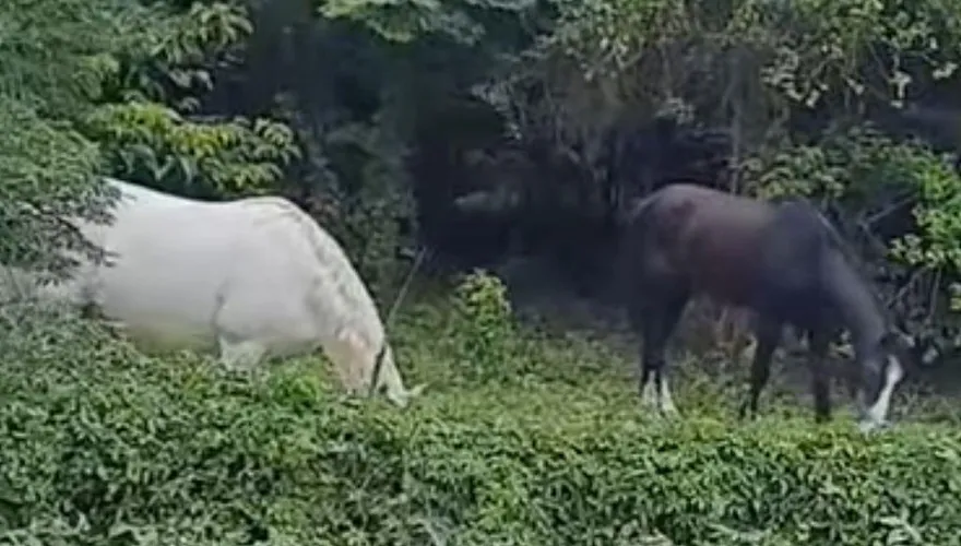 影/「白馬王子」出沒！北投路邊驚見「2馬吃草」　一黑一白民眾超驚喜