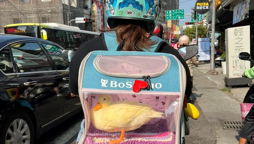 超萌！她騎車「載鴨鴨兜風」　內行曝：帶鴨子出門免牽繩「會跟著主人」