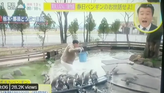 「笑」果做過頭！日本諧星「3度假摔」嚇壞企鵝　園方怒了：傷害動物尊嚴