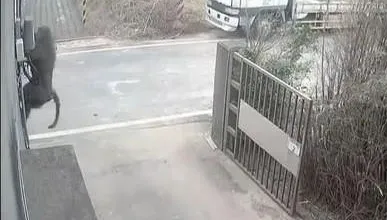 「找寵物溝通師」勸狒狒回頭是岸！　網點1關鍵：先有此前提