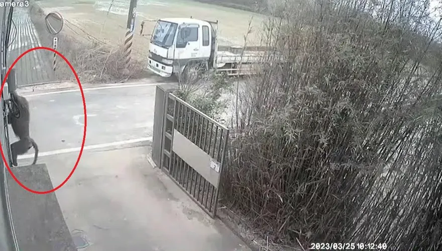影/狒狒嘴裡有塊白白的東西…　牠牆邊探頭「大街漫步」　最新畫面曝