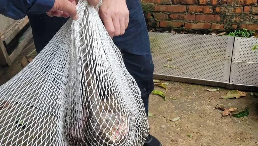 快訊/釐清狒死真相！槍手是合法獵人　驚爆：接到竹縣府農業處電話