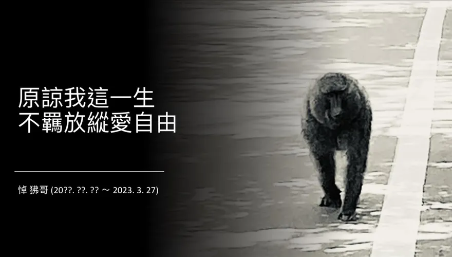 狒狒流亡16天慘死槍下！台大教授「自製悼念圖」緬懷　網淚：不痛了