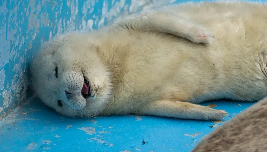 還不睡「豹」！北海道水族館小海豹上班偷睡覺　萌樣吸引270萬人搶看