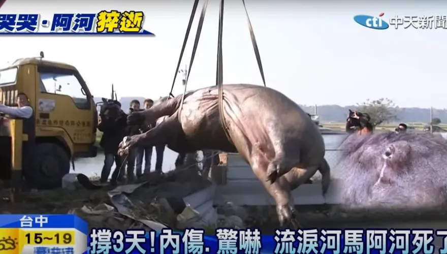 名人祭狒文/河馬阿河被摔死　沈政男：台灣是野生動物的煉獄！