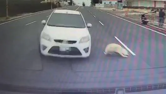 影/閃狗慘失控！澎湖轎車衝撞對向國小校車　2人傷所幸幼童沒事