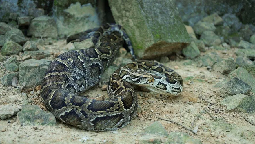 大陸華南6000年蛇骨堆揭密史前人類菜單　「燒烤蛇肉」是常見餐點