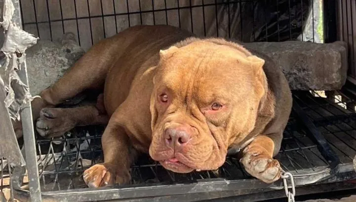 「美國惡霸犬」守毒窟！見警上門竟悠閒趴地　警鴿舍搜出槍毒
